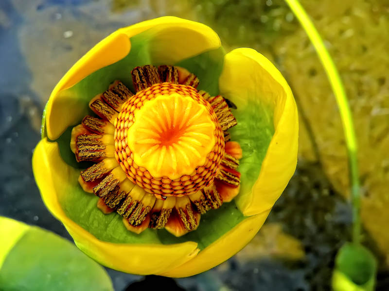 Yellow water lily, Needa Lake, South Cariboo, BC
